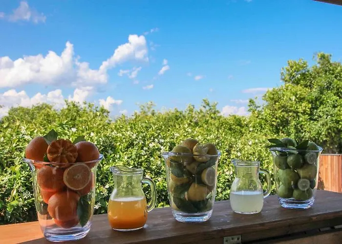 팜스테이 Galea 리포스토