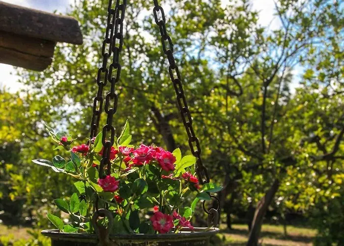 Galea * 리포스토